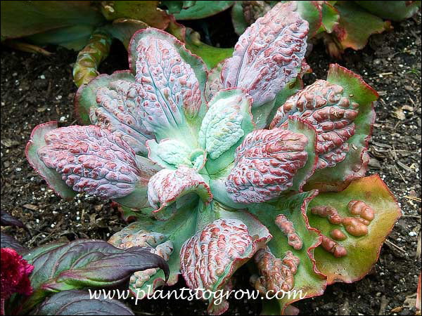 Wart Face is a good description for this Kalanchoe.